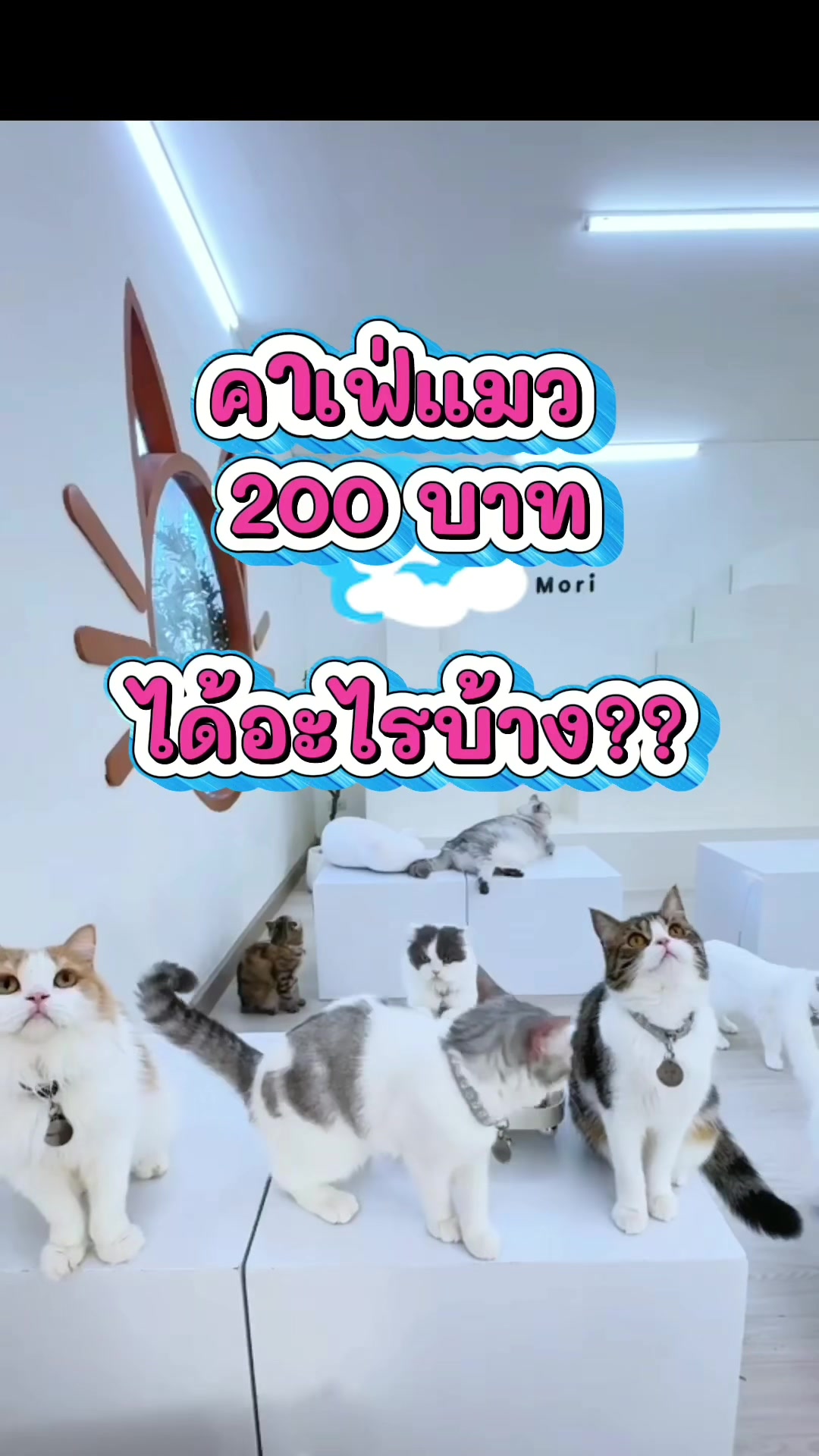 @คาเฟ่แมวโมริ Mori cat cafe'