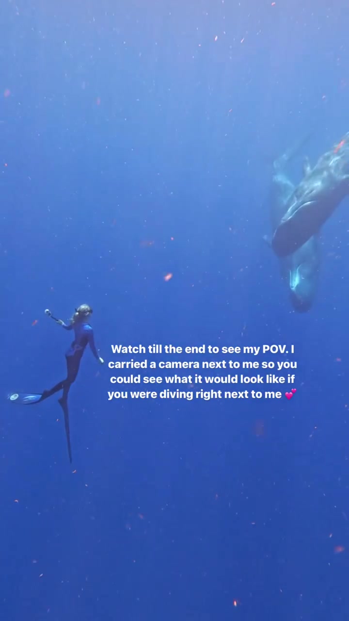 @Ocean Ramsey Sharks