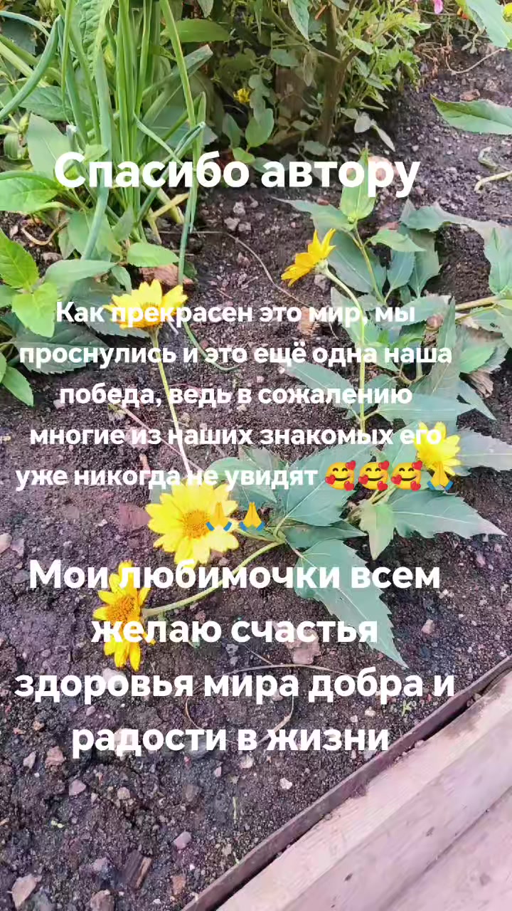 @метисочка