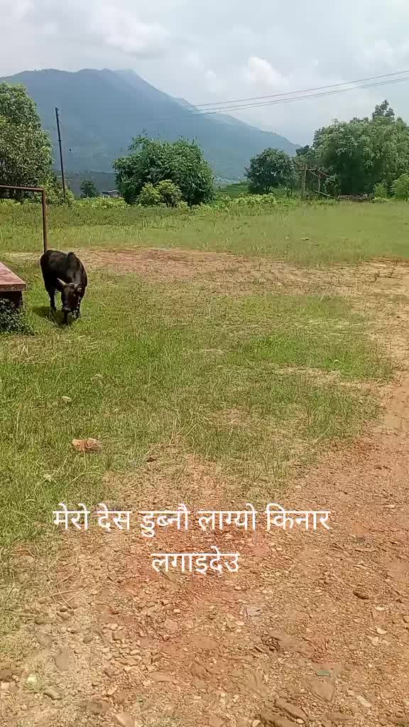 @Tanahun tiger