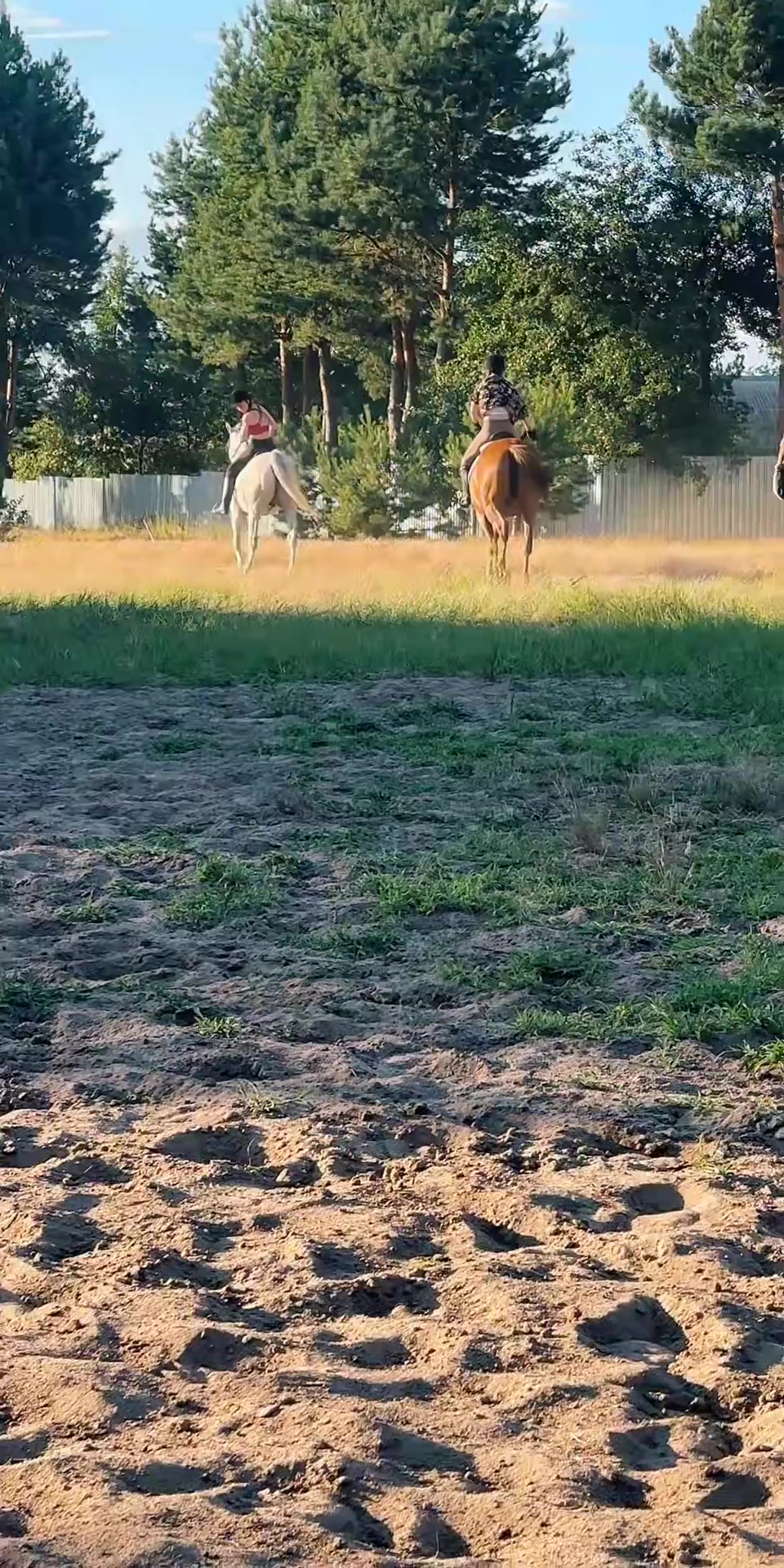 @“KK”Golden Horses