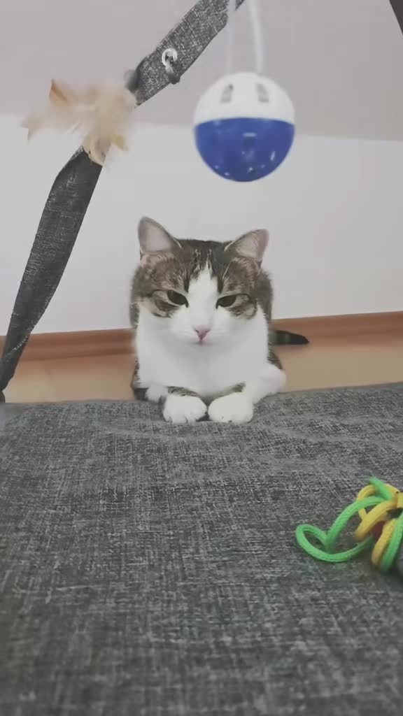 @Minnoş❤💙61