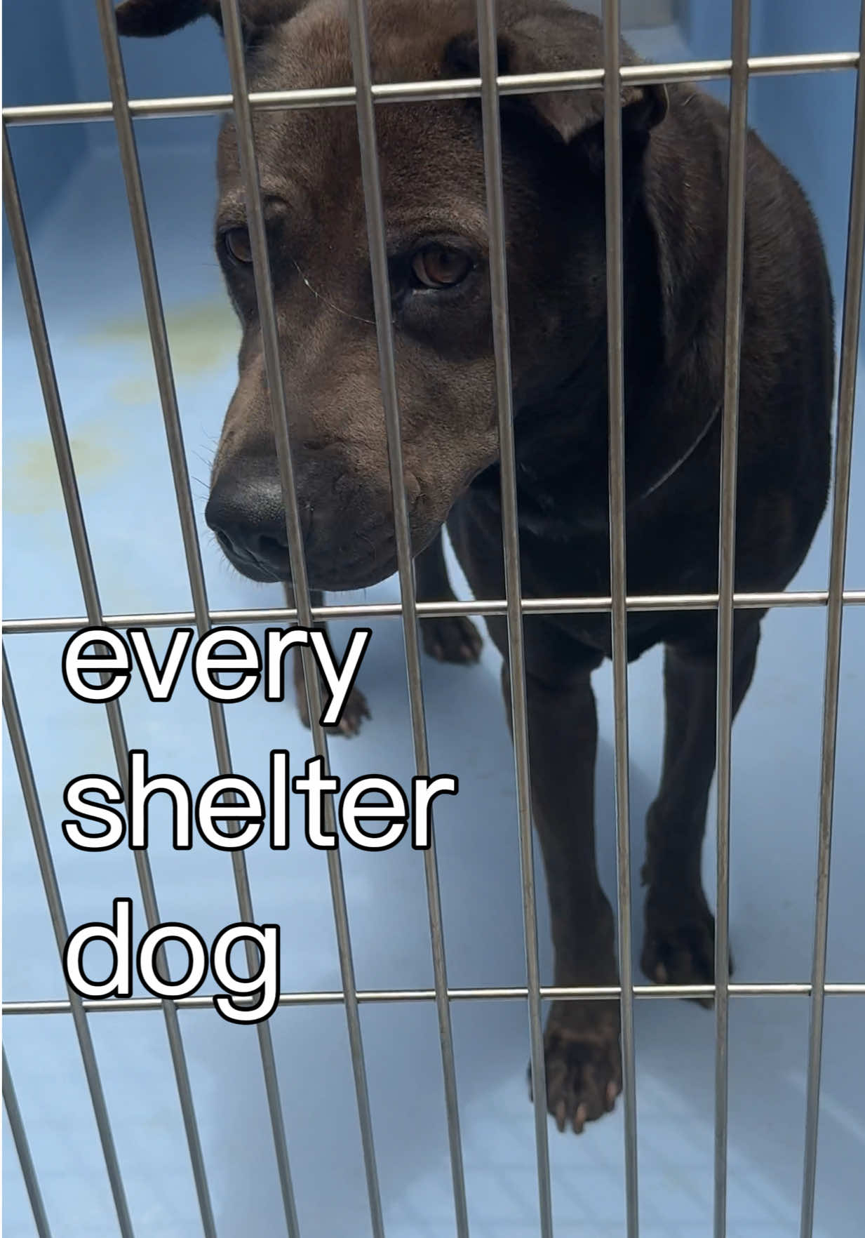 @Ryder 🐾 Rescue Shar Pei