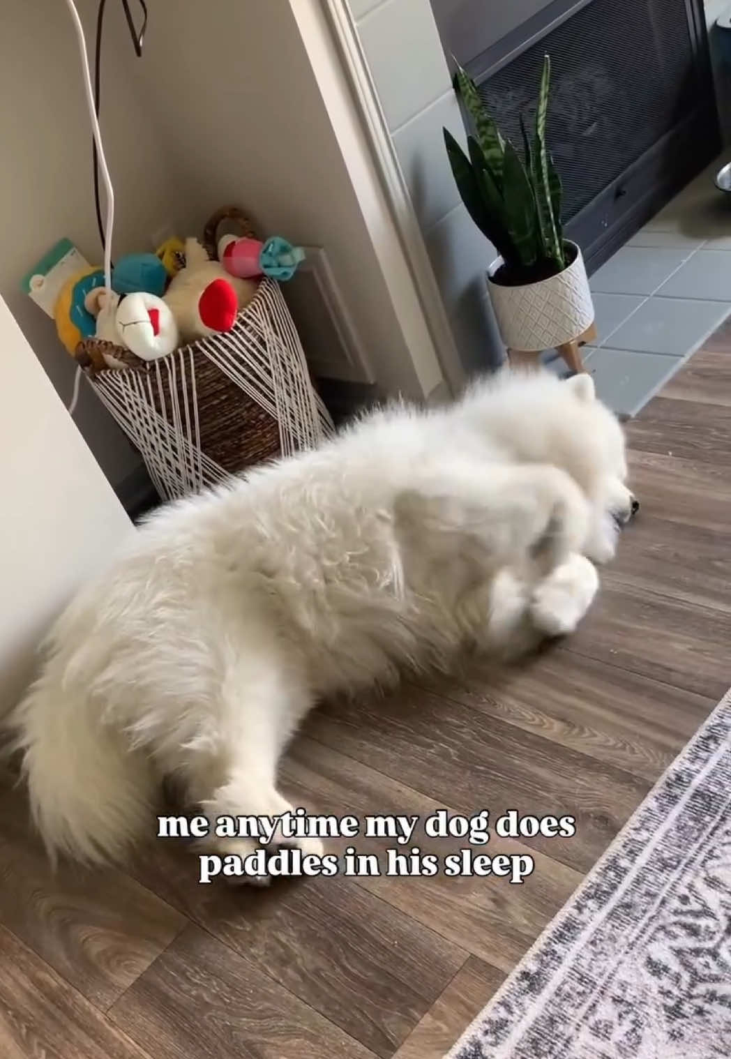 @Biff the Samoyed