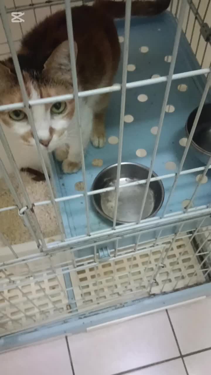 @糧巢偉-貓咪執事