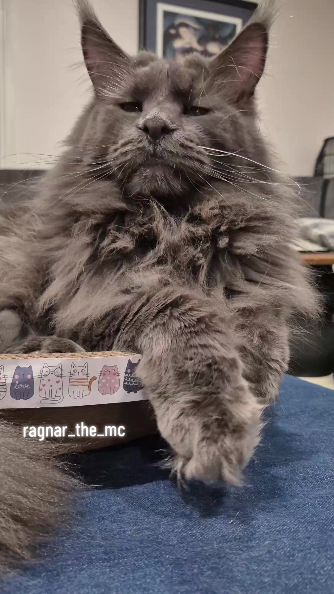 @Ragnar the Maine Coon 🐈