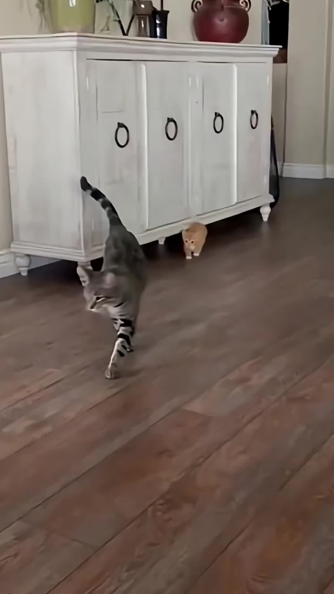 @Funny Cats 🐈
