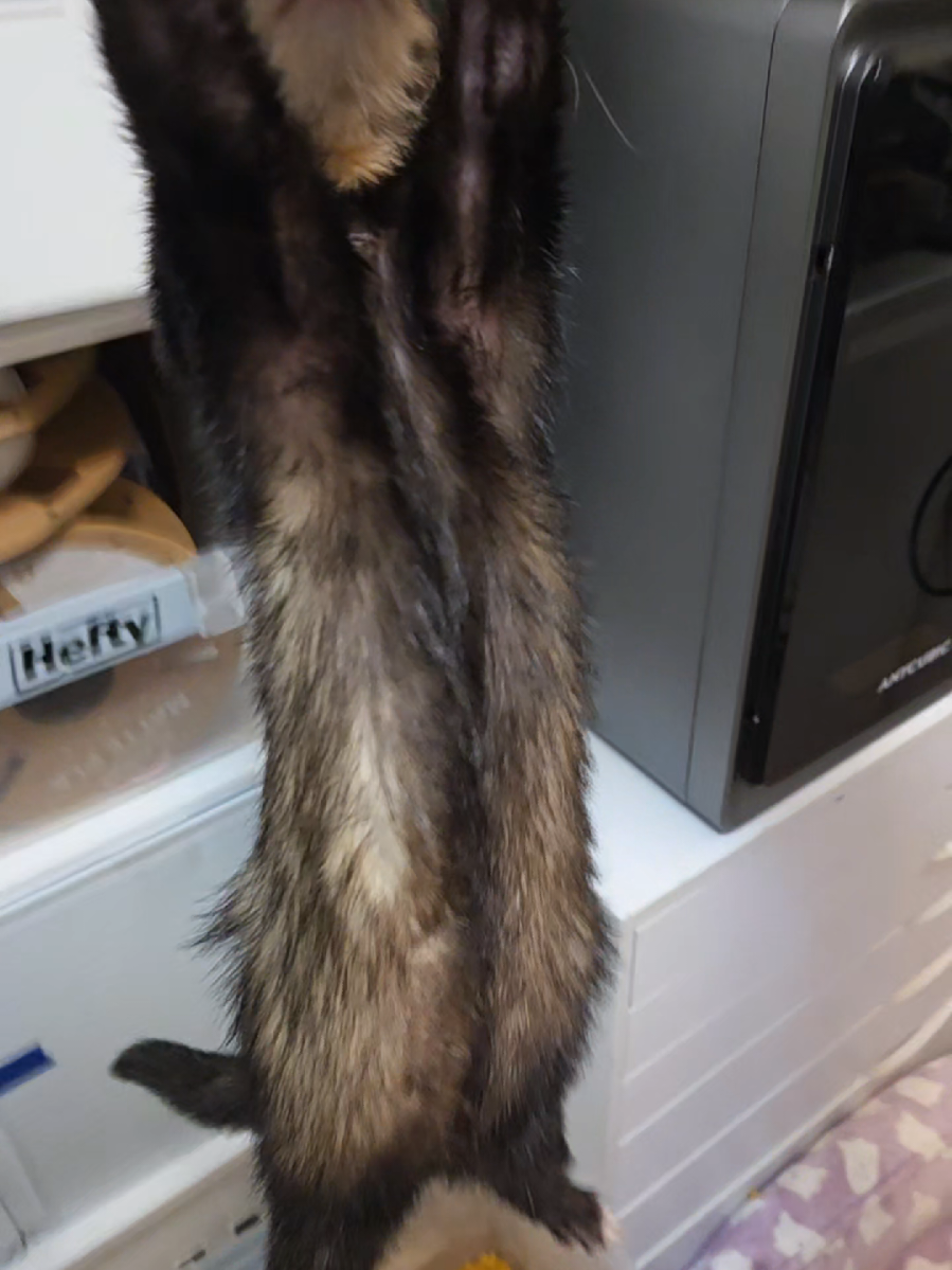 @FuffyFerrets