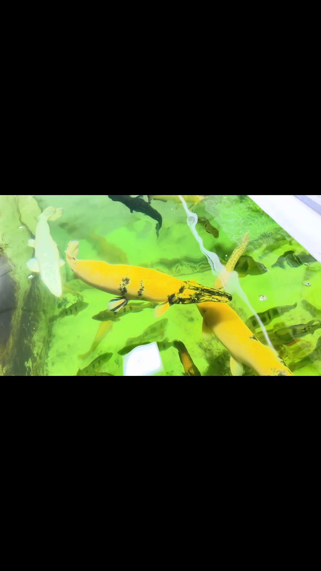 @Phát Đạt Bán Cá 😎🐠🦈