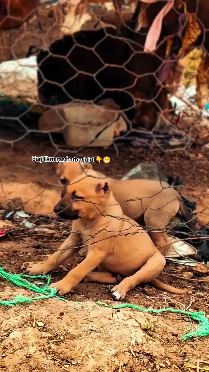 @Ãli khadroui ❤️🔥