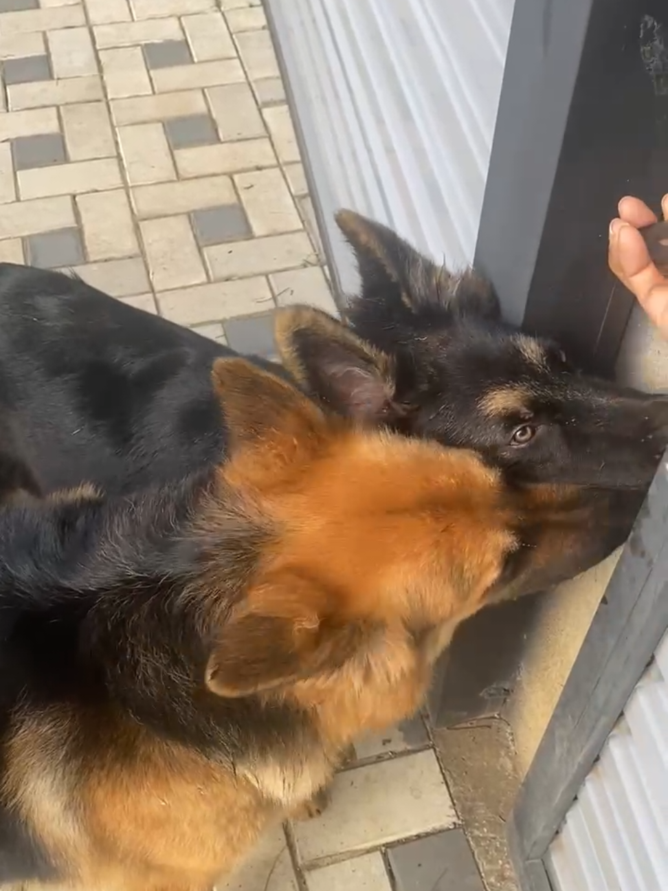 @Rover & Murphy & Bruno ❤️
