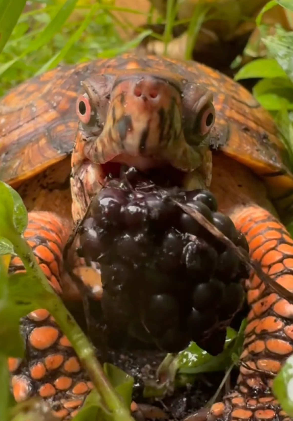 @Tommys_reptiles