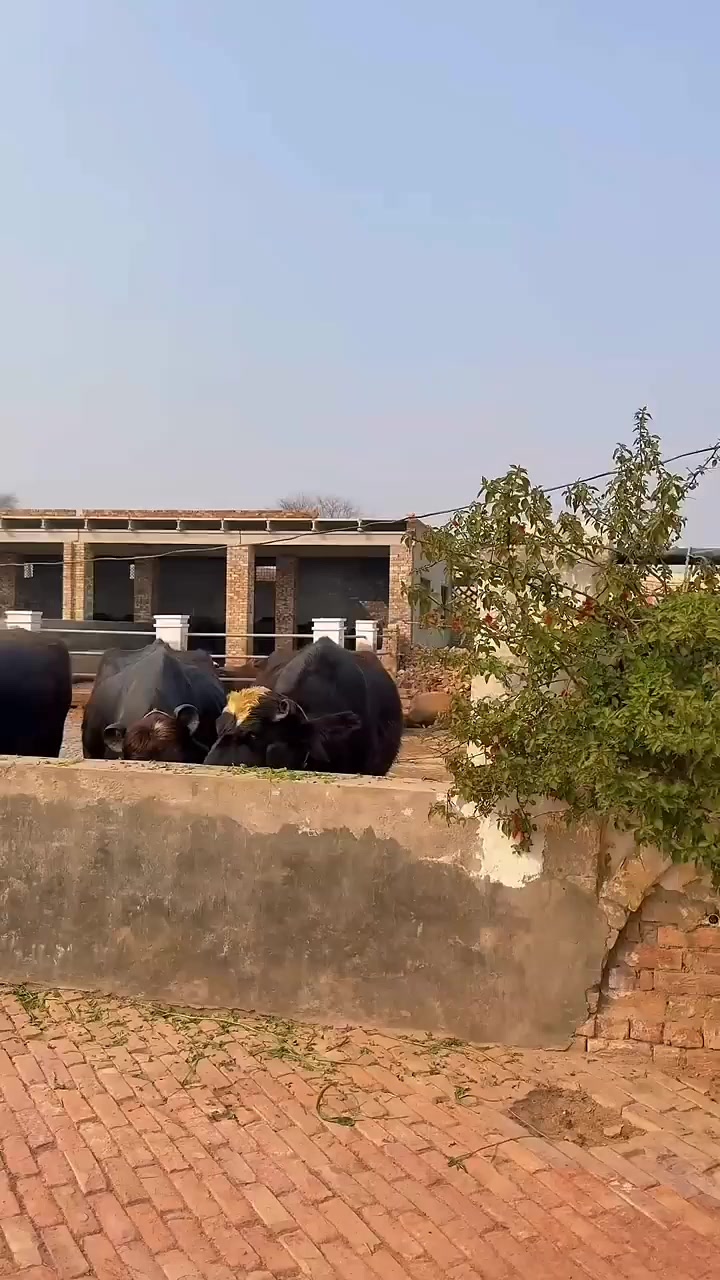 @GUJJAR DAIRY FARM