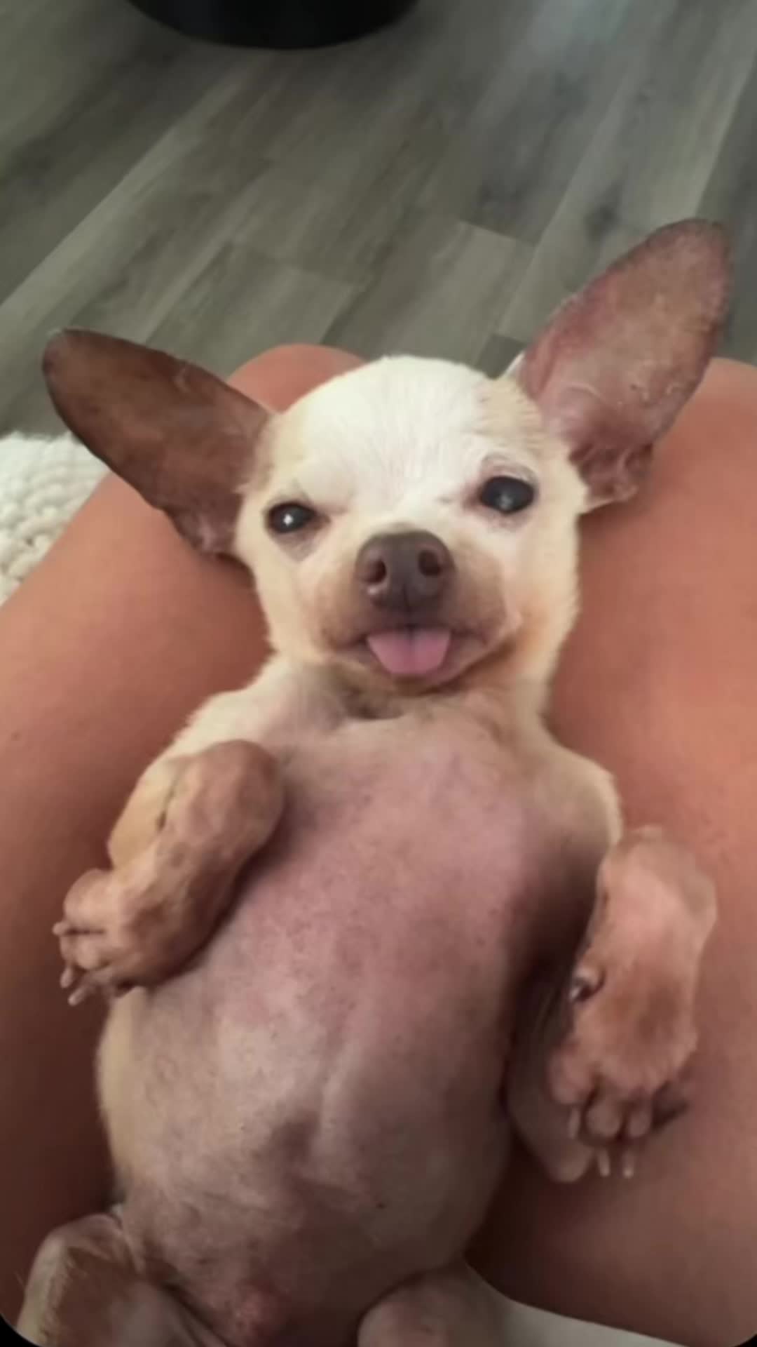 @Dobby_elchihuahua