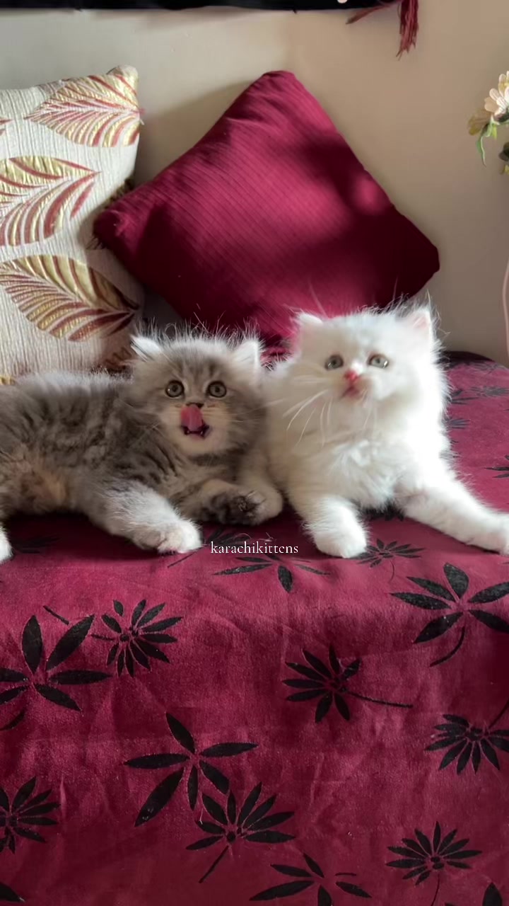 @karachikittens
