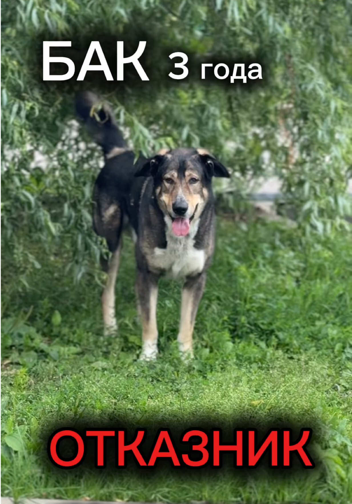 @help_animals_belarus