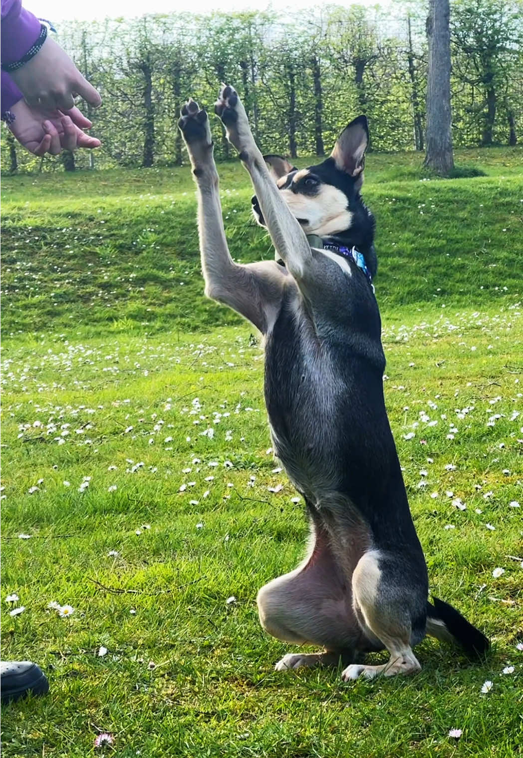 @🐾