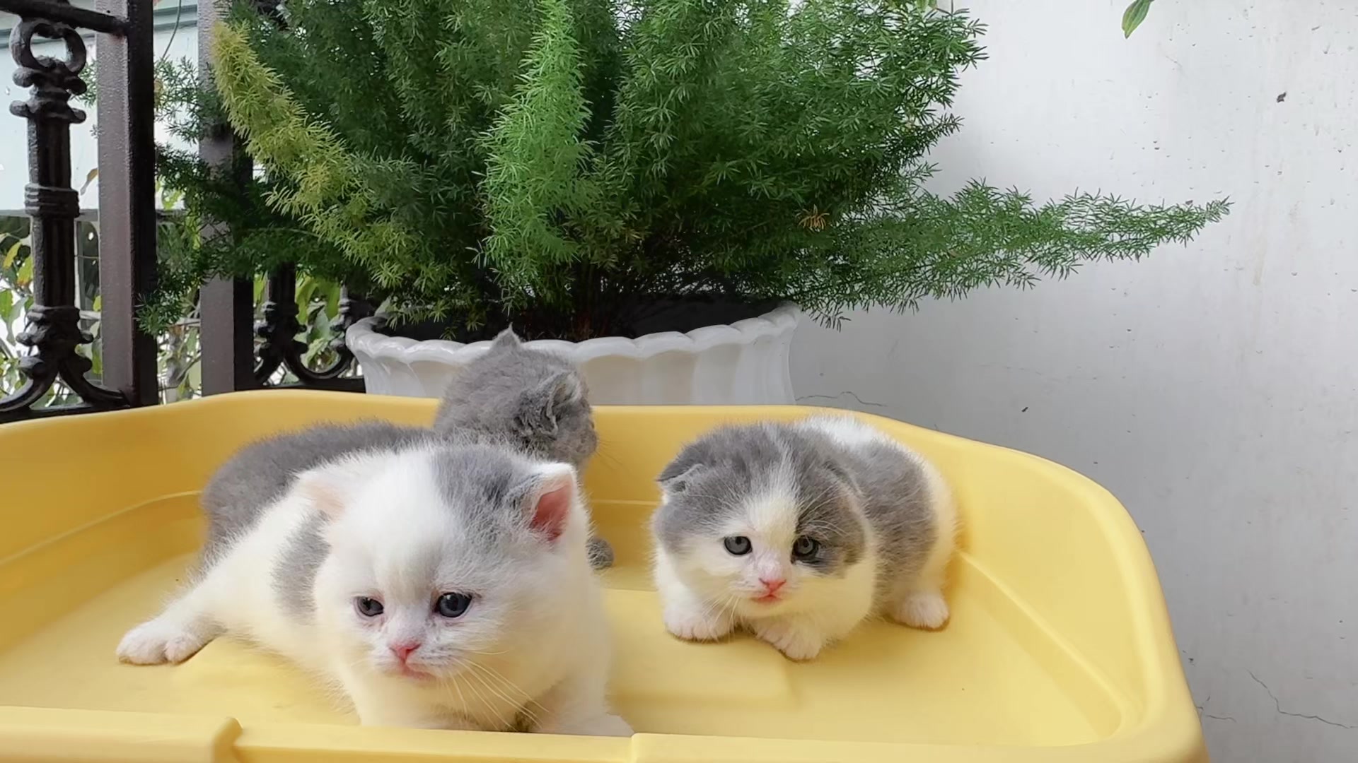 @1ch&oacute;6meow