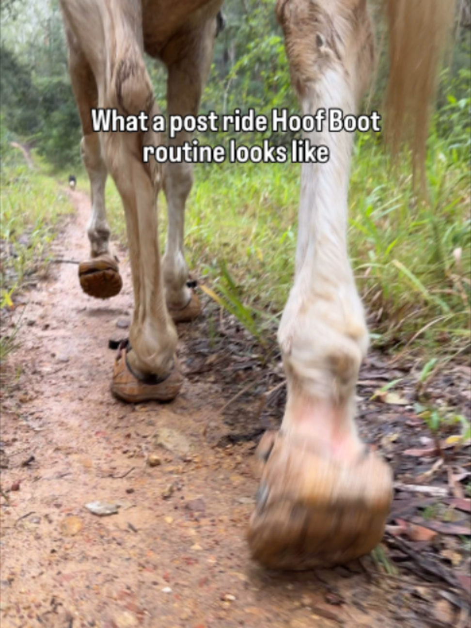 @Myhorsewillow
