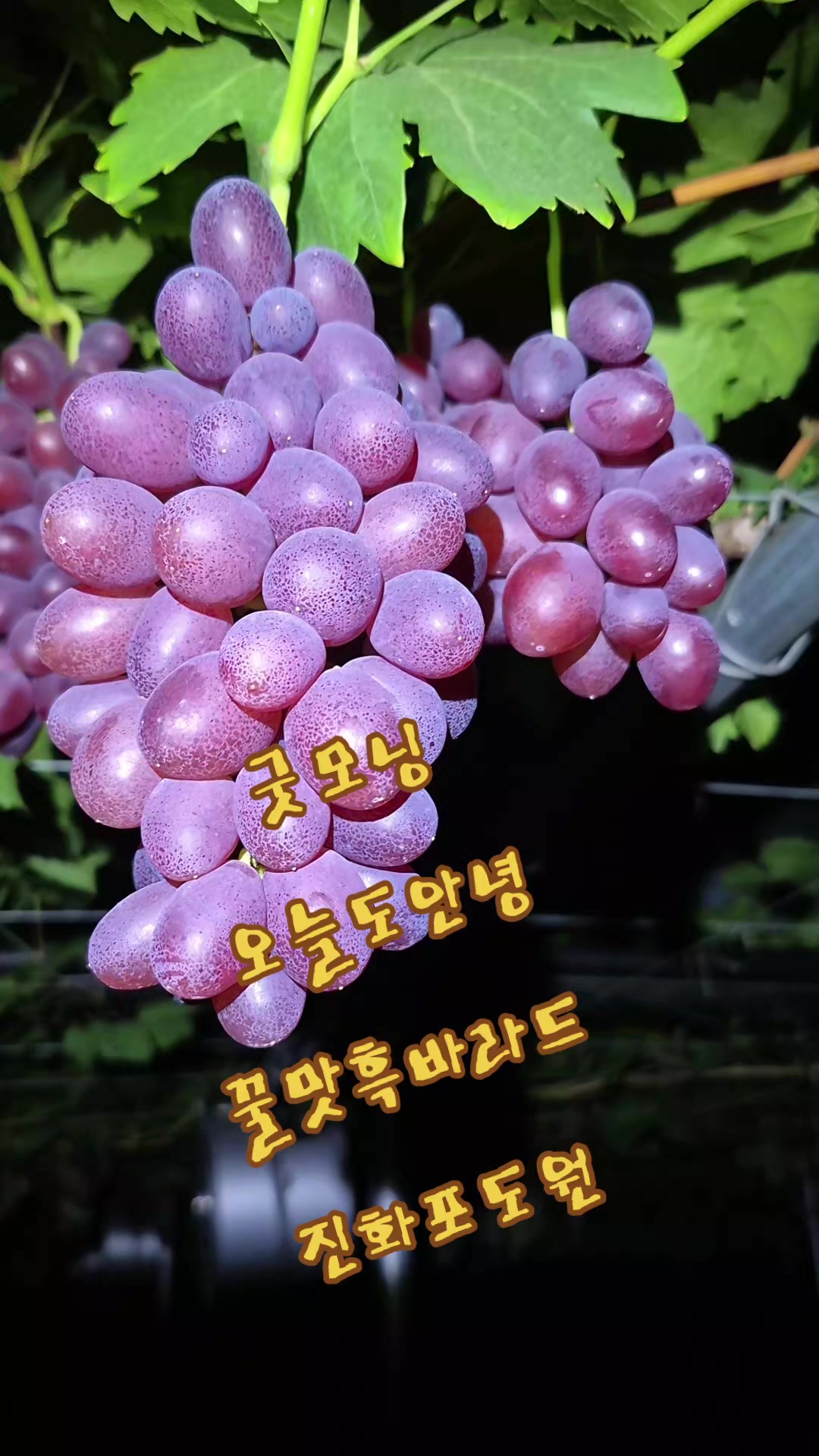 @진화포도원