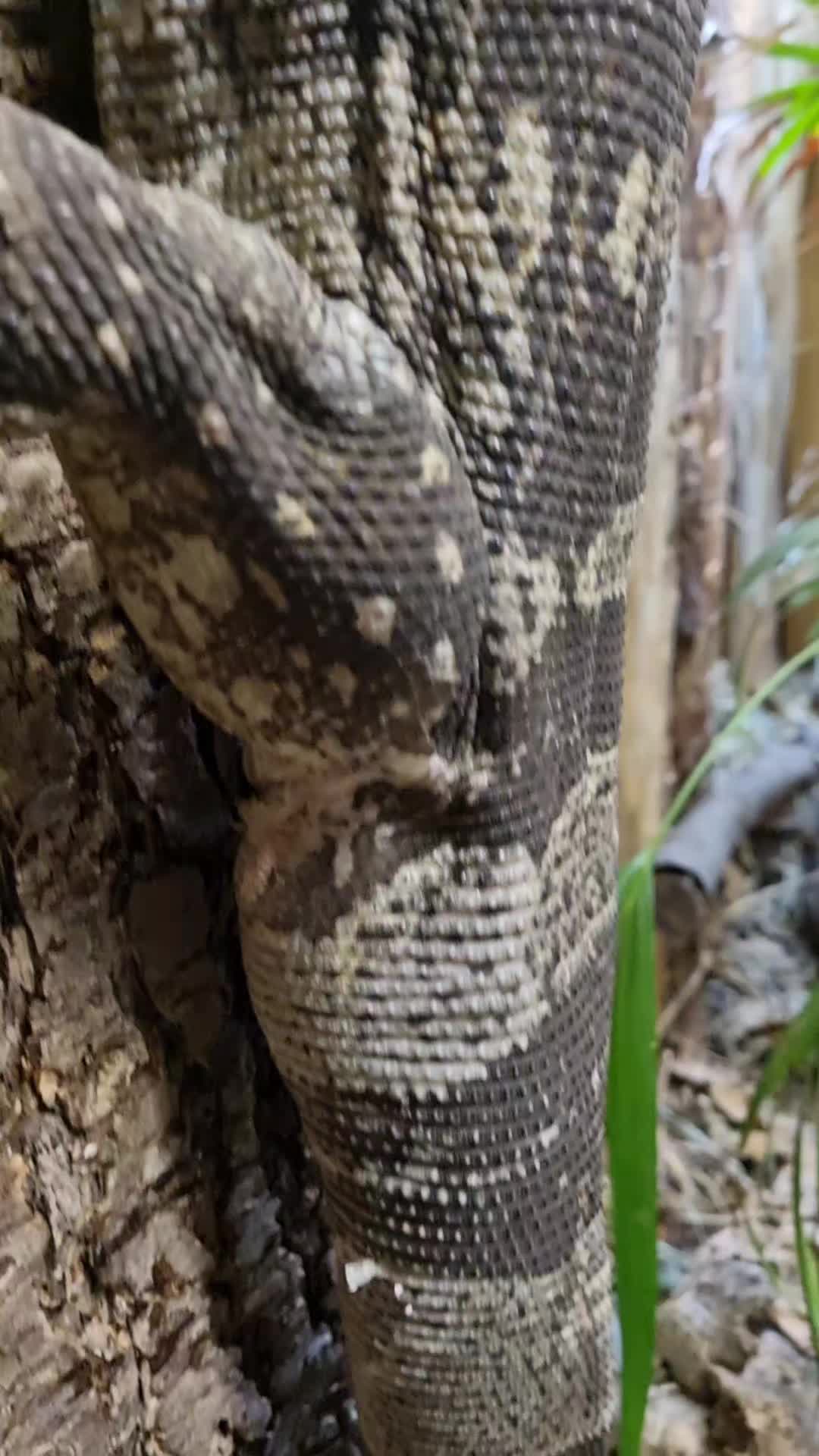 @Rockin' Reptiles Bristol