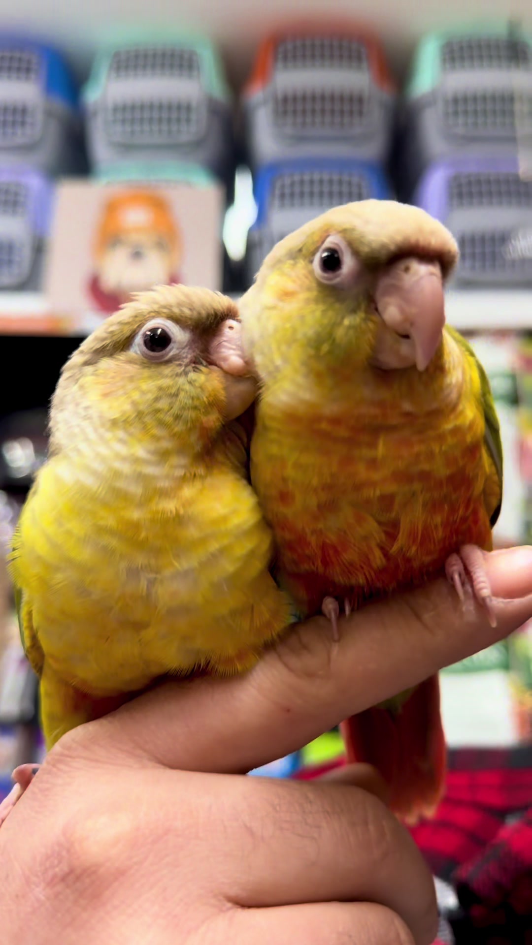 @KANMAZ PETSHOP