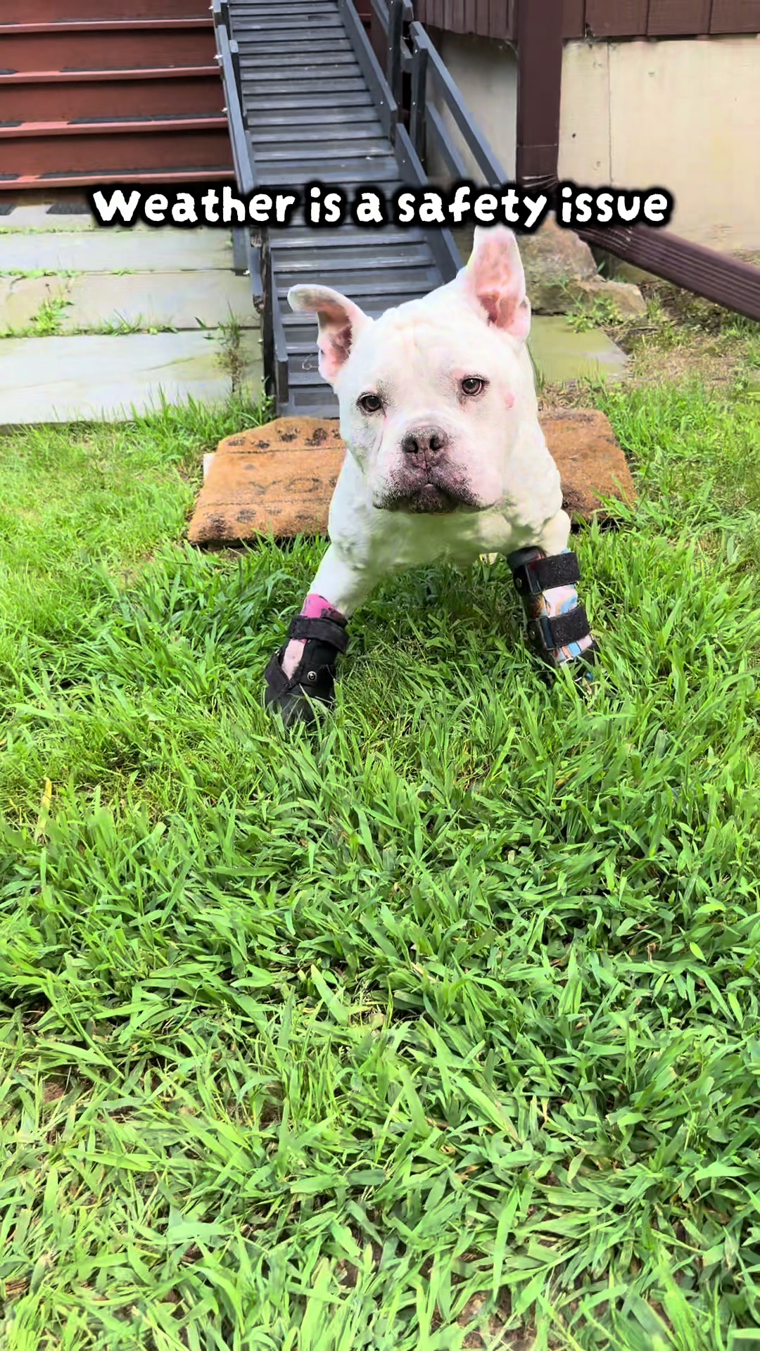 @aka Busted Bully Crew🦛🦿🦭♿️