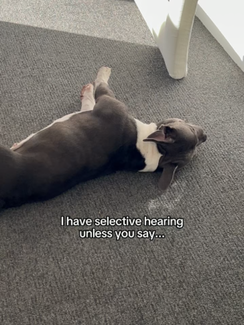 @Happy Staffy Co