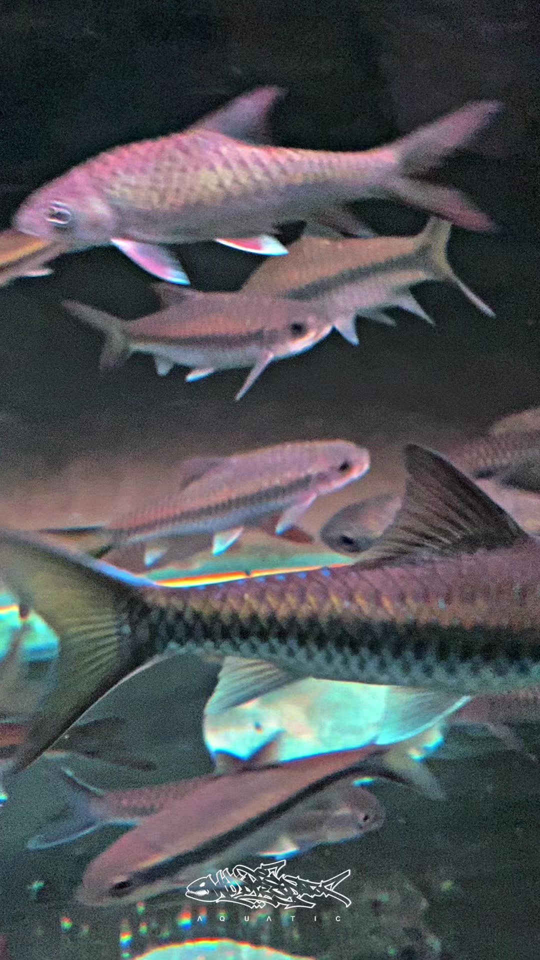 @Wild Predator Aquatic
