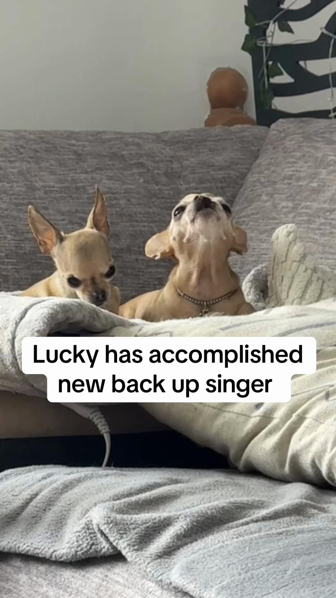 @Dog saver 8