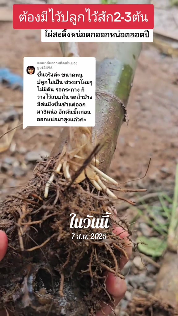 @นัดดาชอป