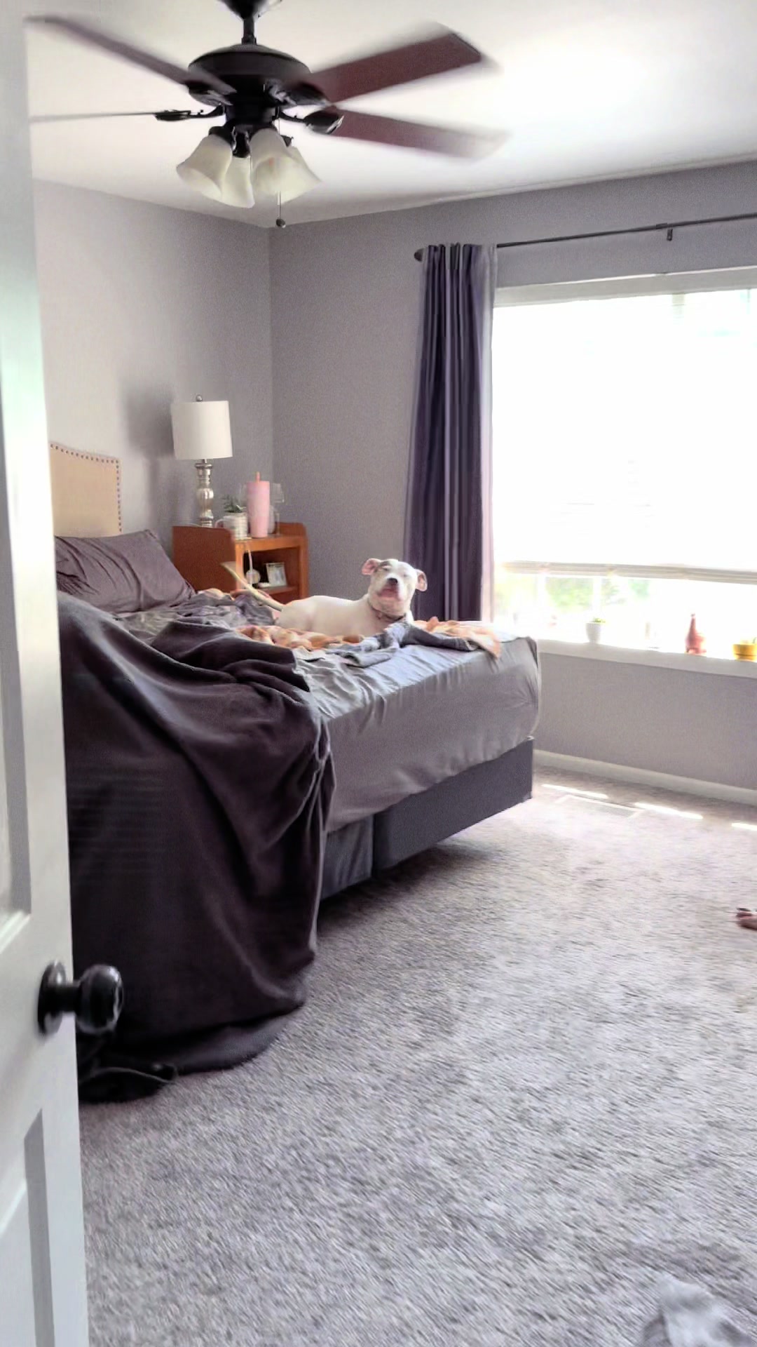 @Chewy the pitbull