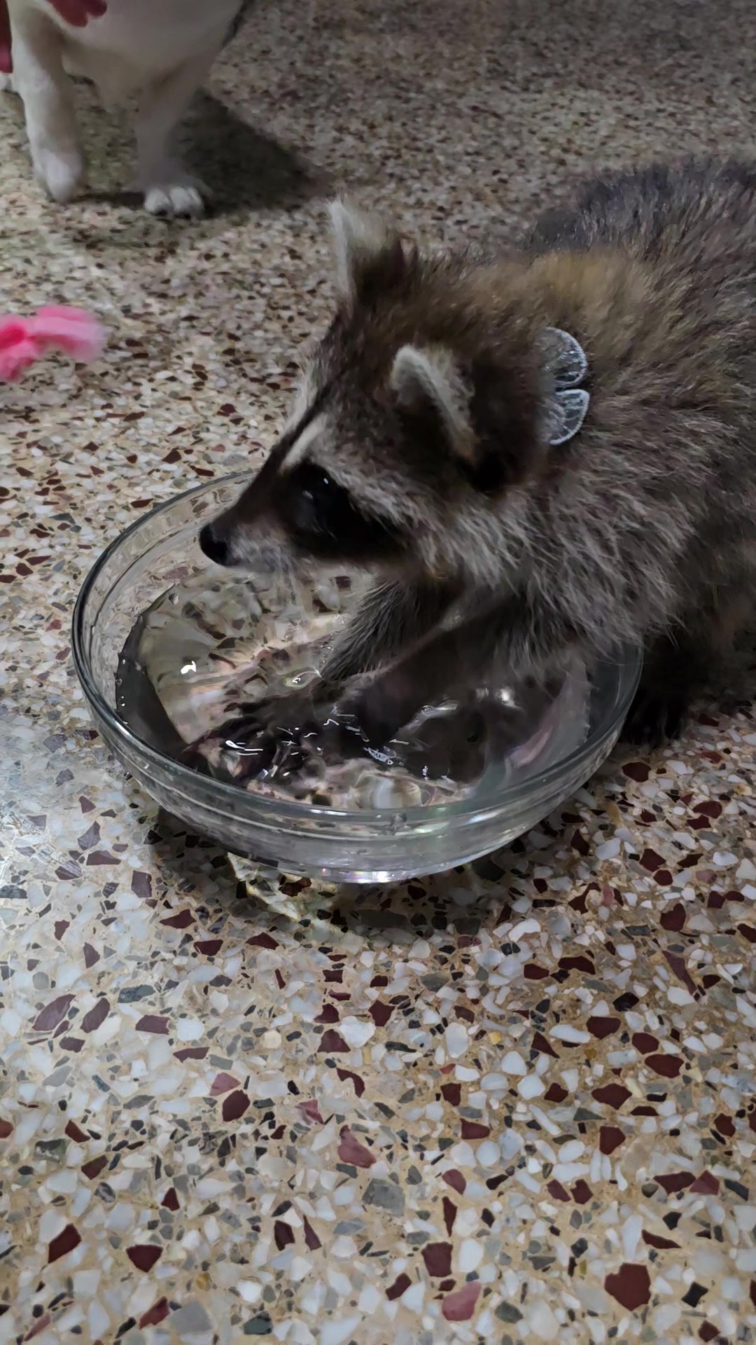 @Roxanne the Raccoon