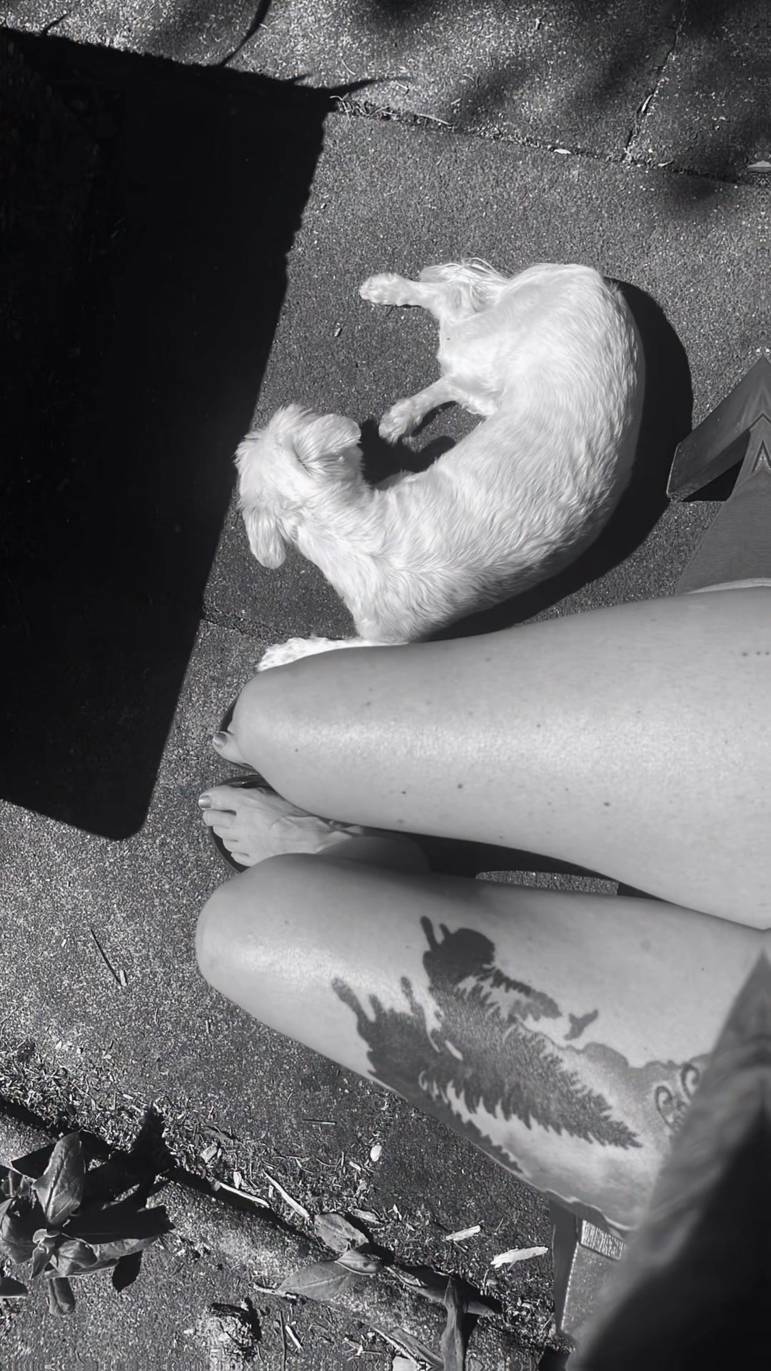 @🧚🏼♀️🐺Miss Capsy🐺🧚🏼♀️