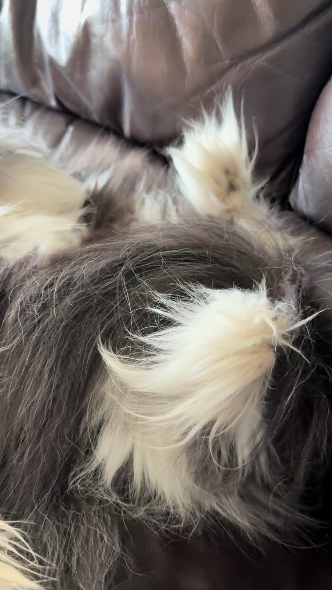 @atchoumthecat