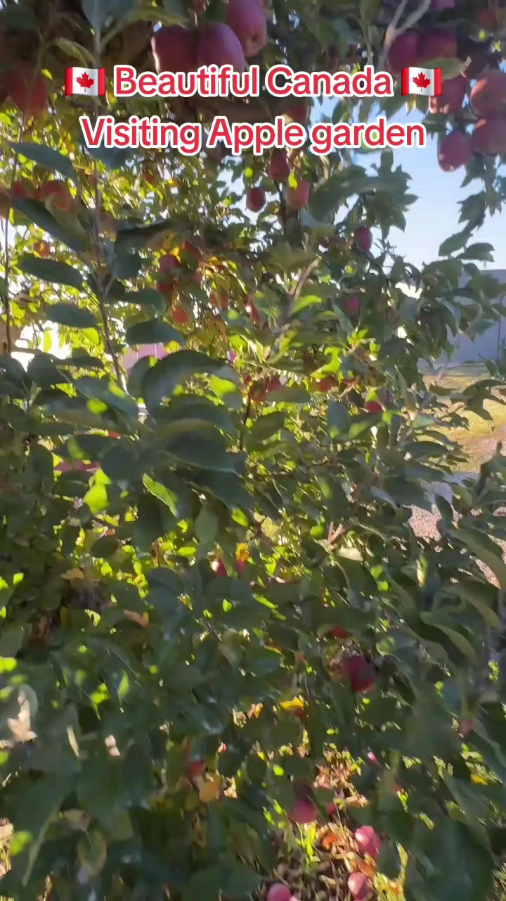 @Sajjad-Canada🇨🇦