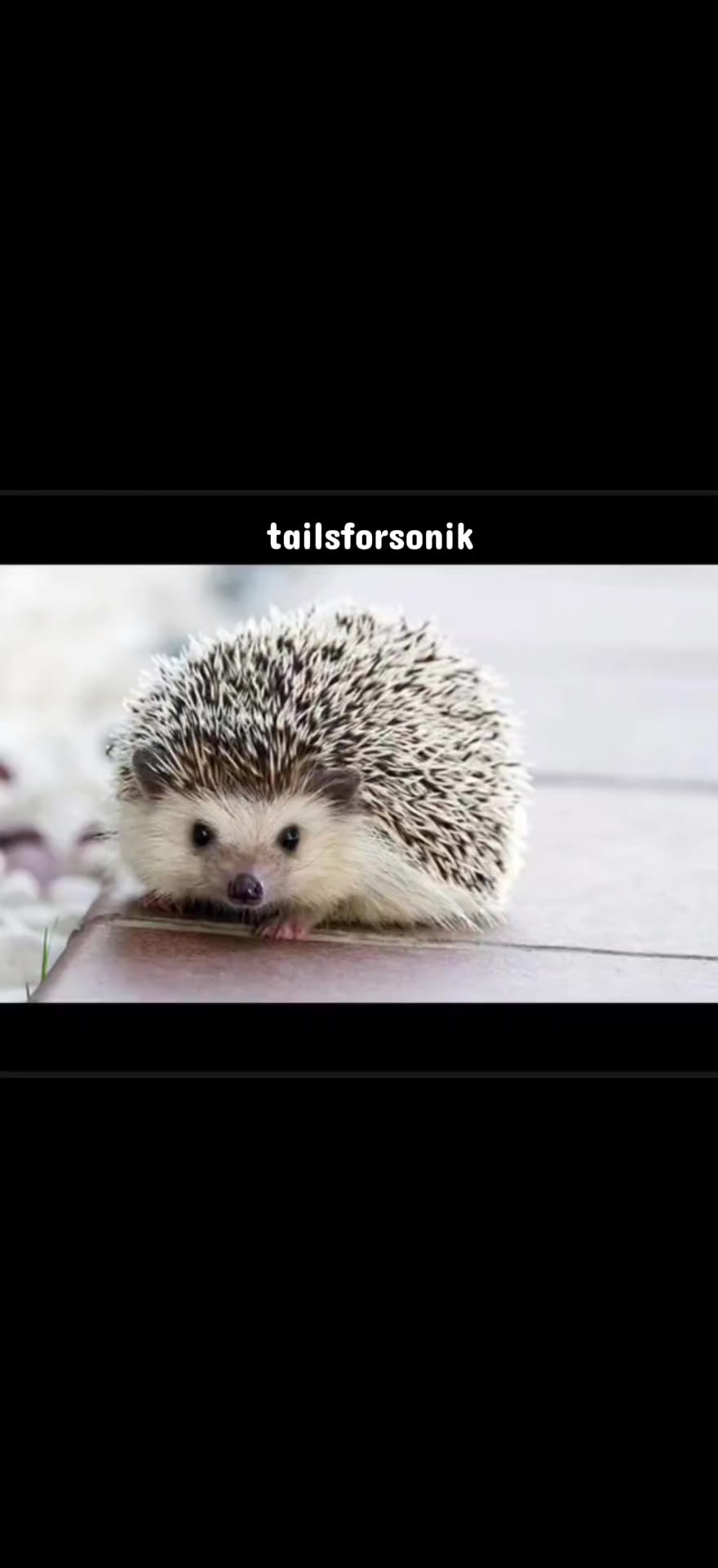 @Tailsforsonik