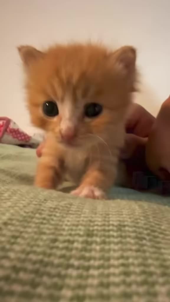 @catbosssss