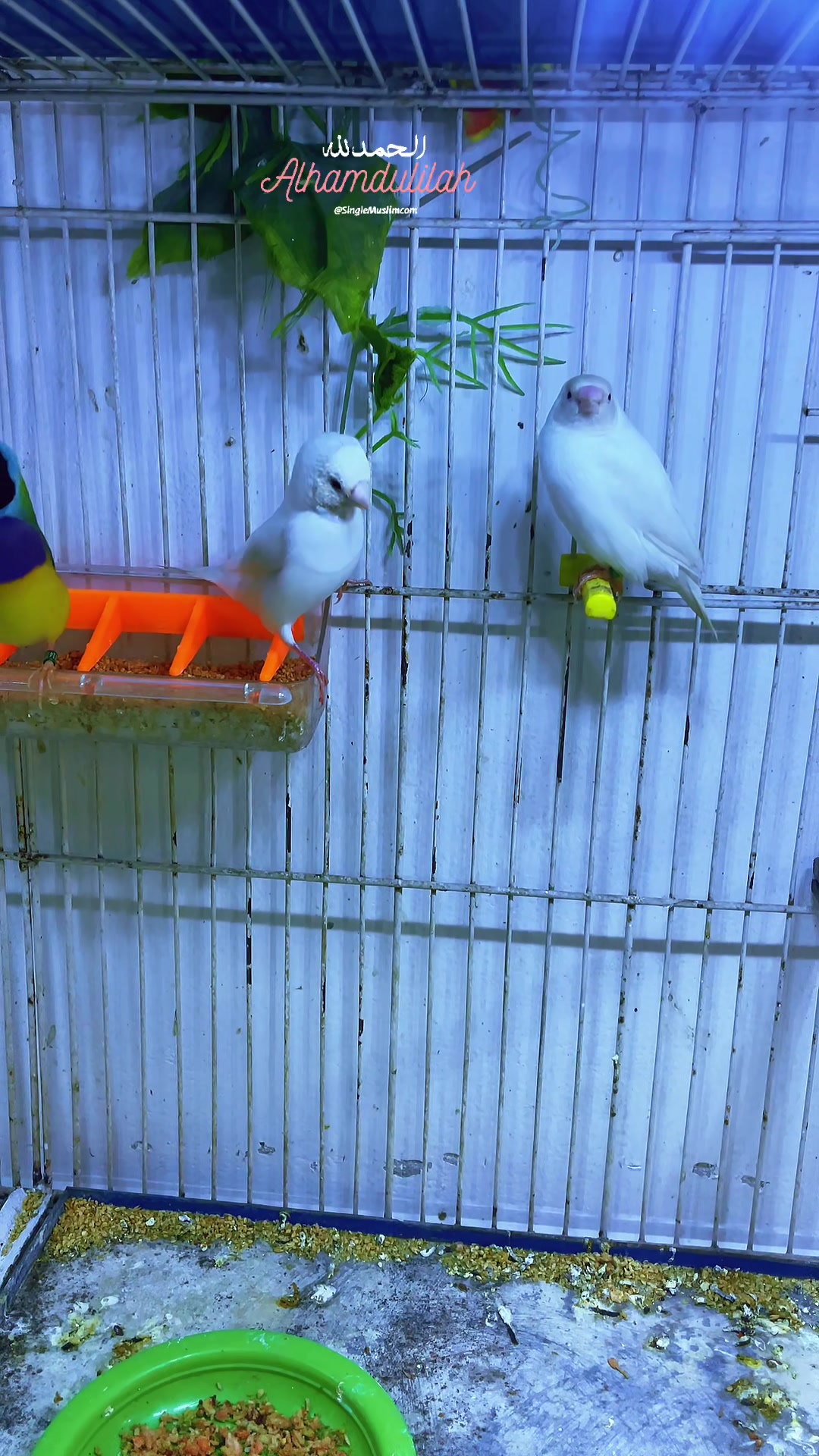 @Lala Aviary