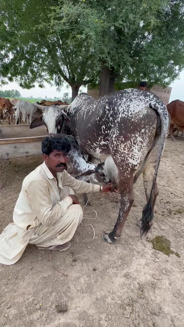 @وقاص روہی والا
