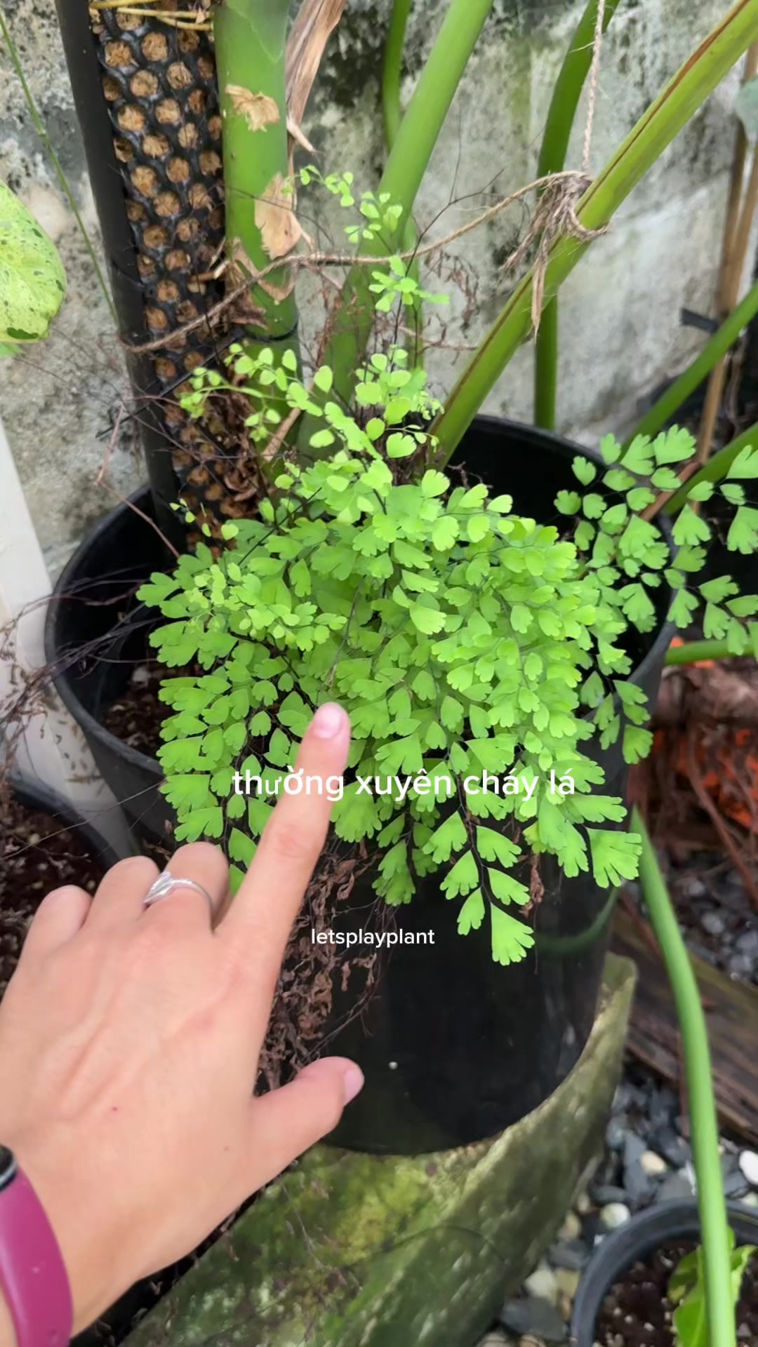 @Tú Nhi - Let's play plant