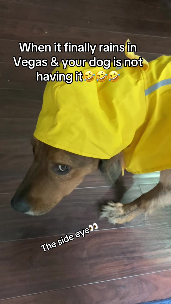 @laceyxdubs