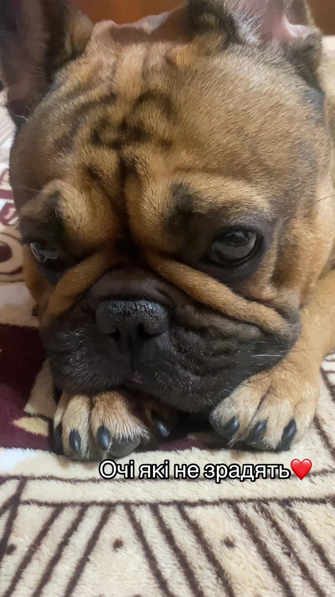 @_holly_bulls_