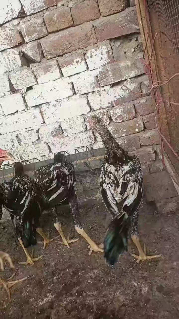 @𓃮
