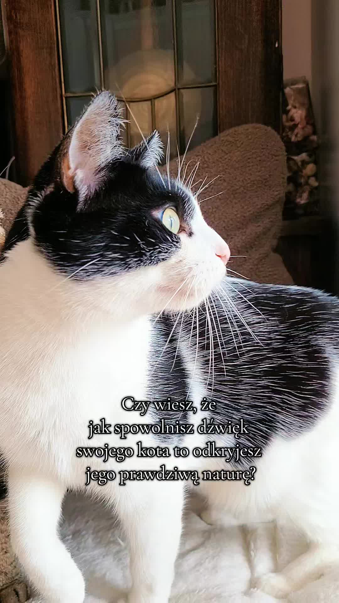 @😻Ekipa Świrka 😻