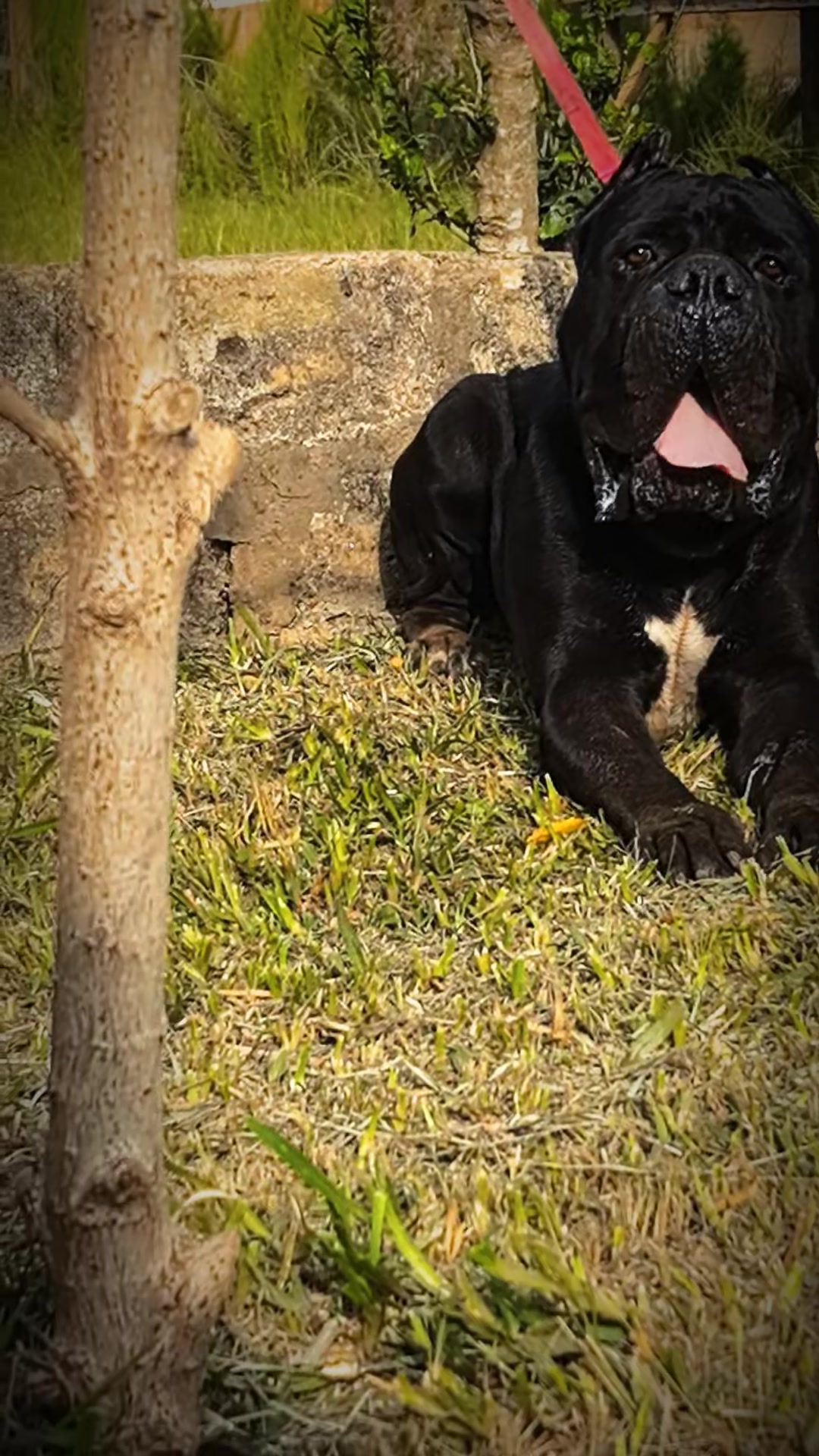 @FIRST CANE CORSO🐾🇨🇮🇨🇮🐾