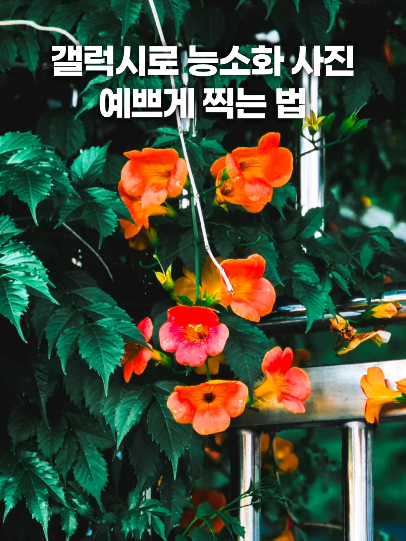 @주니웨어 주니