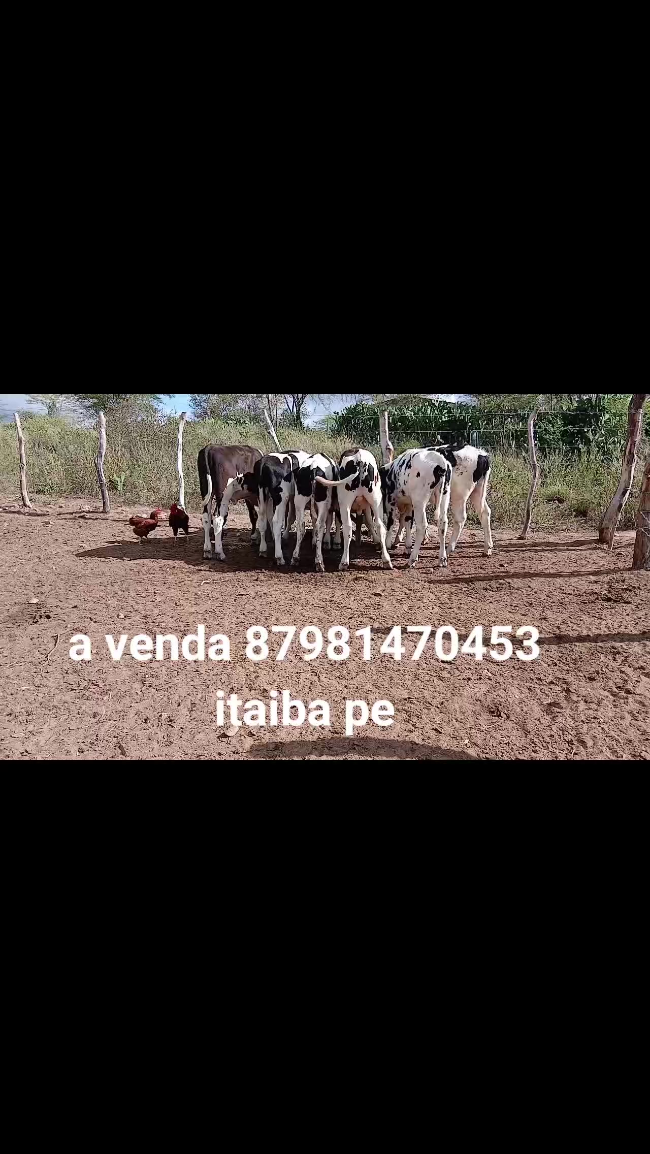 @Z&eacute; de peitica do gado