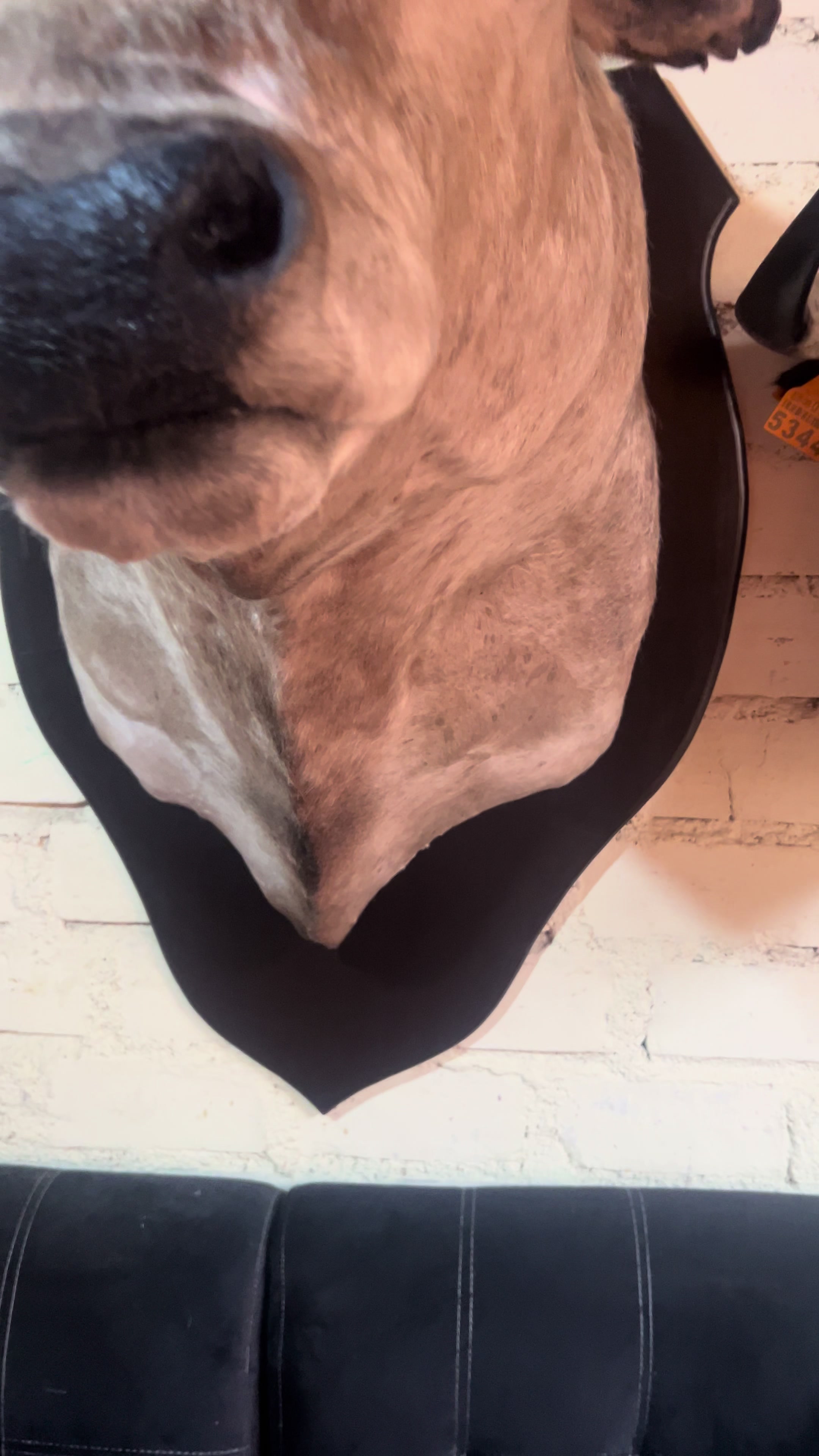 @taxidermiadecorperu
