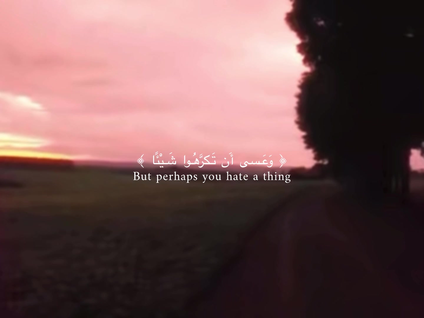 @🪷